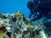 Daños en los arrecifes coralinos del banco Chitales, provocados por el navío Sea Star, que encalló el pasado 7 de junio. Los bancos habían sido restaurados tras afectaciones por el huracán Wilma en 2005