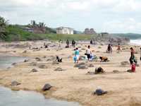 Más de 20 mil tortugas golfinas arribaron a las playa de Ixtapilla, Michoacán