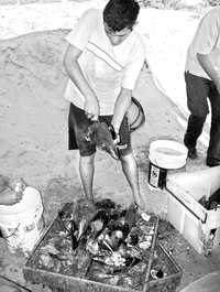 En la zona de la Ensenada de Papillón, en el municipio de Navolato, Sinaloa, se impulsan los policutivos de especies marinas. En la imagen, un pescador limpia una concha de callo de hacha