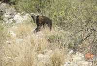 En imagen de archivo, uno de los osos que han sido avistados en los alrededores de Monterrey en busca de agua y alimento