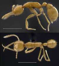 La Martialis heureka, parecida a una avispa en miniatura y diferente a otras hormigas, se encuentra en una etapa de evolución muy primitiva