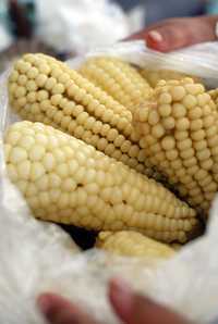 Desde el 19 de septiembre se detectaron 4 predios en Chihuahua en los que sembraron maíz genéticamente modificado