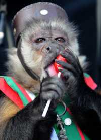Según la investigación los monos capuchinos, como el que aparece en la imagen, afirman su preponderancia en formas similares a los altos ejecutivos
