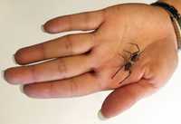 Ejemplar de araña violín sobre la palma de uno de los investigadores de la UNAM