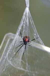 Una araña viuda negra a la cual se le extraerá el veneno, material clave en las investigaciones