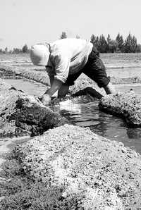 Labores de riego en terrenos de Míxquic –del área rural del DF– dedicados a la horticultura