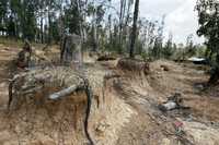 Deforestación hormiga en un pareje cercano a una carretera de Michoacán