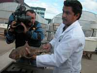 Un integrante del Centro de Investigación Científica y de Educación Superior de Ensenada muestra un Heterodontis francisis