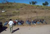 En las cercanías del poblado San Miguel, municipio de San Ignacio, en el estado de Sinaloa, fueron hallados los cuerpos de 13 jóvenes que fueron ejecutados por sicarios y presentaban el tiro de gracia