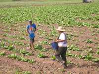 La antes llamada Costa de Oro nayarita se ha convertido en una región expulsora de migrantes a causa de la debacle del cultivo de tabaco, actividad que antes daba empleo a decenas de miles de personas
