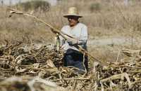 Productores señalaron que el campo fue afectado por los incrementos en los precios de fertilizantes, combustibles y semillas. En imagen de archivo, parcela en el poblado mexiquense de Tocuila