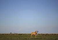 Una res demacrada en un rancho de la provincia argentina de Santa Fe. La industria de la carne de vacuno y la producción de maíz y trigo han sido devastadas por la más dura sequía en la zona desde 1961
