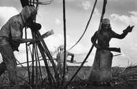 Trabajadores cañeros en labores de zafra, imagen captada por el fotógrafo brasileño y Premio Príncipe de Asturias 1998
