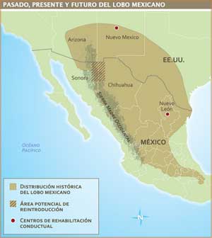 Mapa “Pasado, presente y futuro del lobo mexicano”